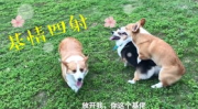 哄狗睡觉的小姐姐视频,小姐姐哄狗狗入睡的温馨瞬间